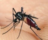 Dịch Vụ Diệt Muỗi Nhà Dân Giá Rẻ, An Toàn Tại Toàn Tâm