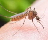 Tìm hiểu công ty dịch vụ diệt muỗi Long Thành uy tín