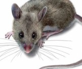 Công ty diệt chuột hiệu quả ở Bình Dương uy tín hàng đầu