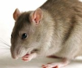 Tìm hiểu về dịch vụ diệt chuột tại nhà ở Long An chuyên nghiệp