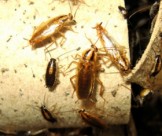 Công ty nhận trọn gói dịch vụ diệt côn trùng tại nhà tphcm