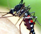Trọn gói dịch vụ diệt muỗi Đà nẵng tận gốc | Bảo hành lâu dài