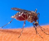 Toàn Tâm là công ty dịch vụ diệt muỗi tại Bình Dương hàng đầu