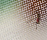 Vì sao nên tìm đến công ty dịch vụ diệt muỗi tại Củ Chi uy tín?
