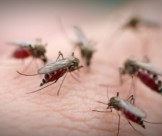 Cơ sở chuyên về dịch vụ diệt muỗi tại Long An an toàn