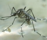 Trung tâm chuyên về dịch vụ diệt muỗi tại nhà Đồng Nai