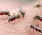 Diệt Muỗi Giá Rẻ, Chuyên Nghiệp Và An Toàn Tại Toàn Tâm