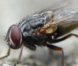 Cơ sở chuyên diệt ruồi tại nhà tại Long An