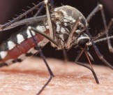 Các Cách Diệt Muỗi Tự Nhiên Hiệu Quả Nhất