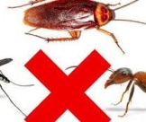 Công Ty Chuyên Dịch Vụ Diệt Côn Trùng Giá Rẻ Toàn Tâm