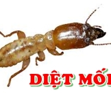Mách Bạn Đơn Vị Diệt Mối Tại Bình Tân Uy Tín, Giá Rẻ