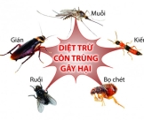 Đơn vị chuyên diệt côn trùng tại nhà ở Củ Chi tận gốc