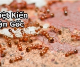 Xử lý và tiêu diệt kiến an toàn Long An | Bảo hành dịch vụ dài hạn