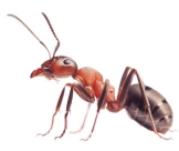 Địa chỉ nào chuyên diệt kiến hiệu quả tại Củ Chi uy tín?
