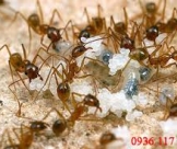 DỊCH VỤ DIỆT KIẾN HIỆU QUẢ