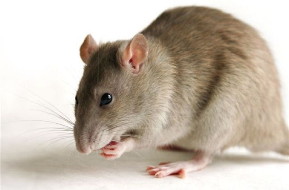 dịch vụ diệt chuột tại nhà ở Long An
