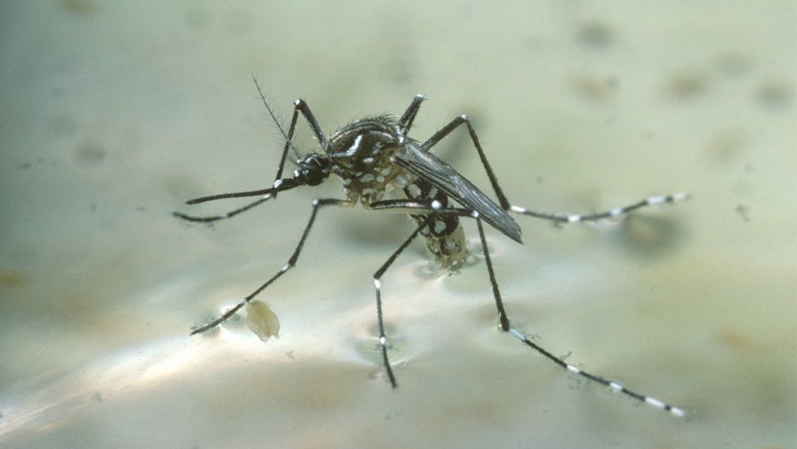 dịch vụ diệt muỗi tại nhà Đồng Nai