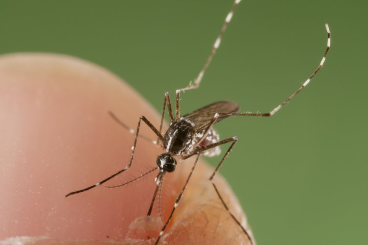 dịch vụ phun thuốc diệt muỗi tại Long An