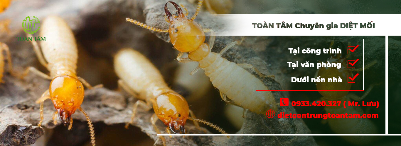 CÔNG TY TNHH TM - DV XỬ LÝ CÔN TRÙNG TOÀN TÂM